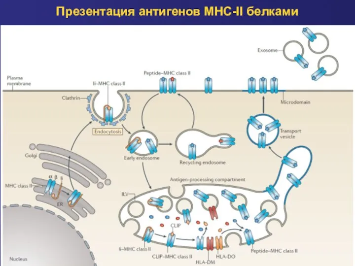 Презентация антигенов MHC-II белками