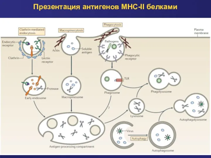 Презентация антигенов MHC-II белками