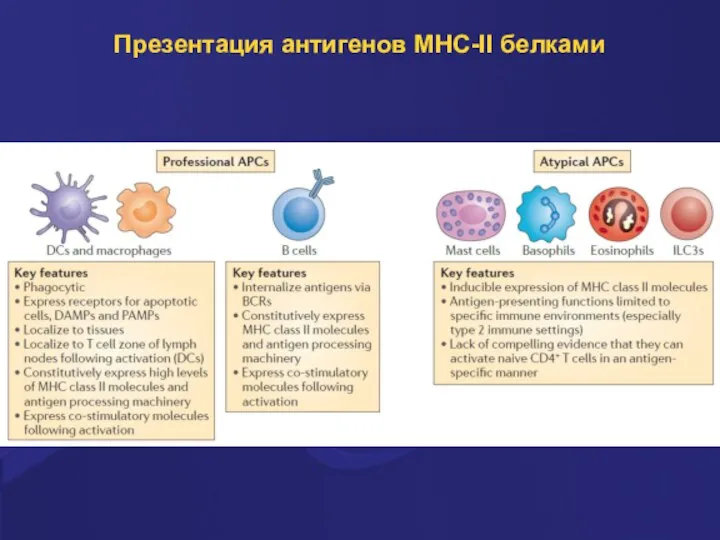 Презентация антигенов MHC-II белками