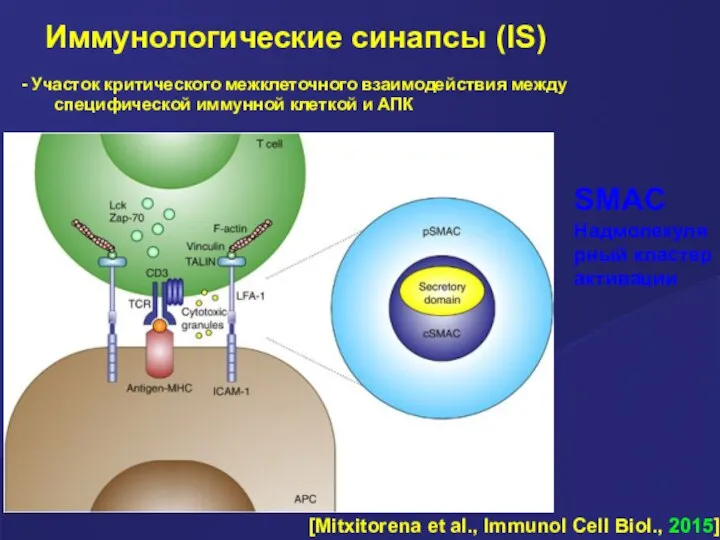 Иммунологические синапсы (IS) - Участок критического межклеточного взаимодействия между специфической иммунной клеткой