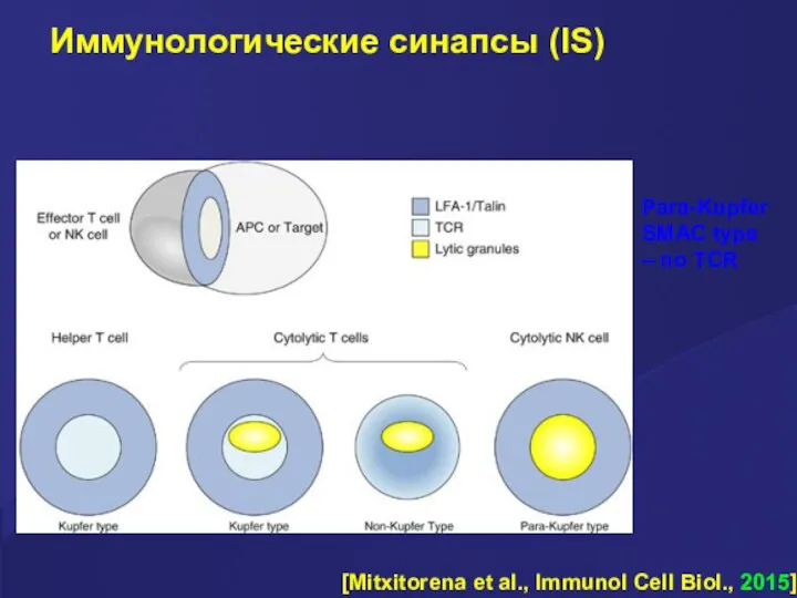 Иммунологические синапсы (IS) [Mitxitorena et al., Immunol Cell Biol., 2015] Para-Kupfer SMAC type – no TCR