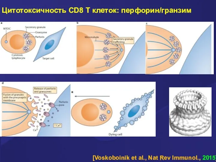 [Voskoboinik et al., Nat Rev Immunol., 2015] Цитотоксичность CD8 T клеток: перфорин/гранзим