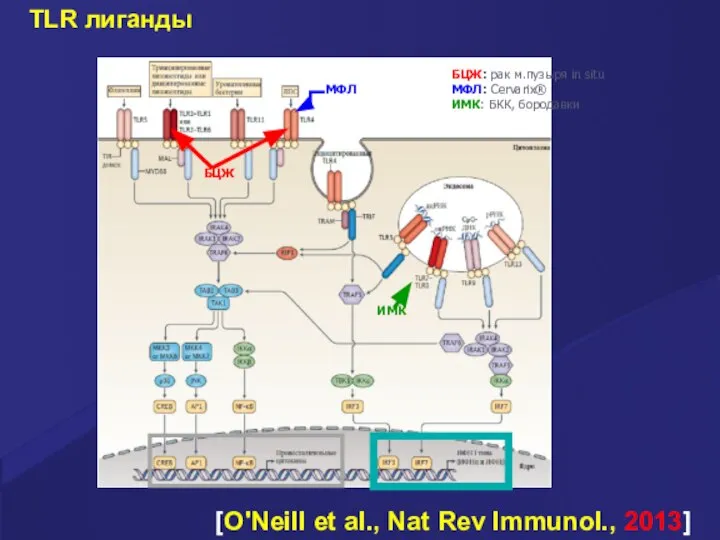 [O'Neill et al., Nat Rev Immunol., 2013] TLR лиганды