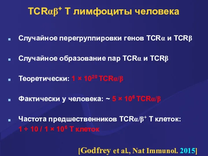 TCRαβ+ Т лимфоциты человека Случайное перегруппировки генов TCRα и TCRβ Случайное образование