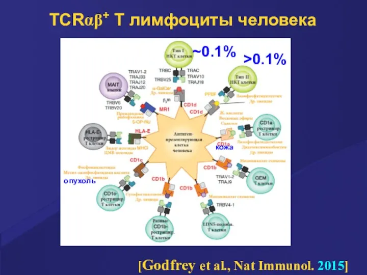 TCRαβ+ Т лимфоциты человека [Godfrey et al., Nat Immunol. 2015] ~0.1% >0.1% кожа опухоль