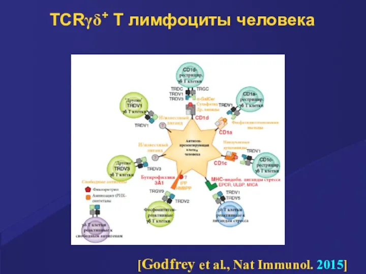 TCRγδ+ Т лимфоциты человека [Godfrey et al., Nat Immunol. 2015]