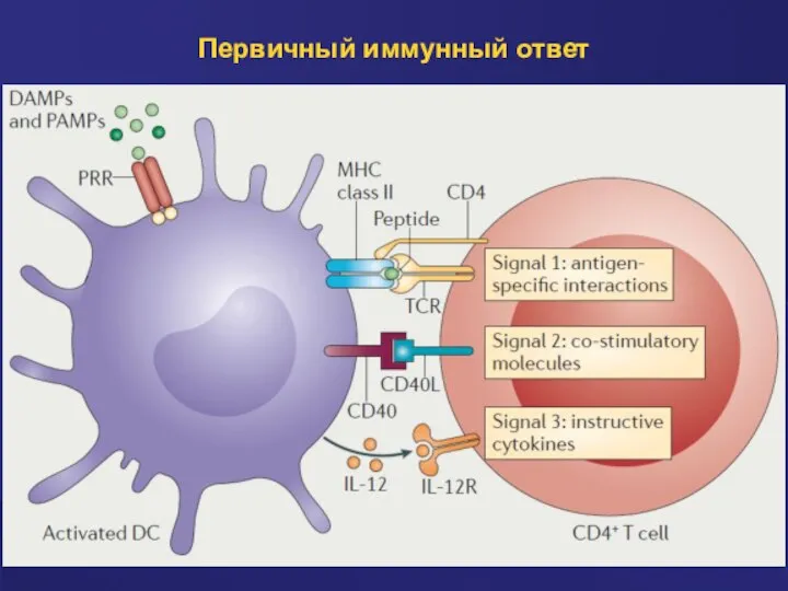 Первичный иммунный ответ