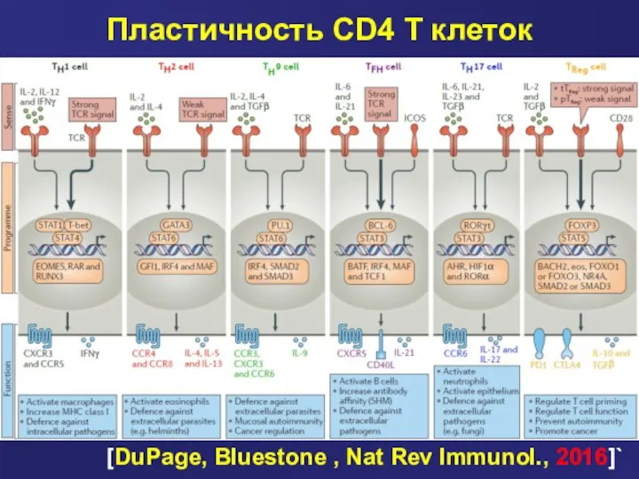 Пластичность CD4 T клеток [DuPage, Bluestone , Nat Rev Immunol., 2016]`