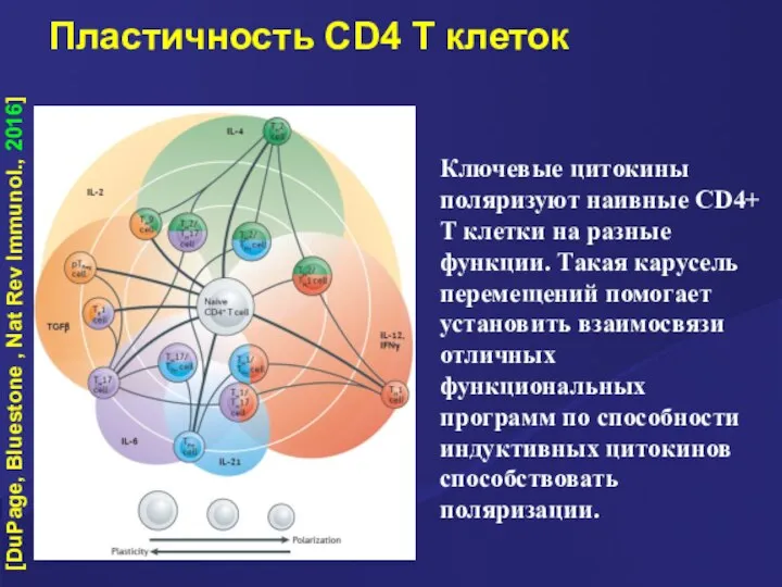 Пластичность CD4 T клеток [DuPage, Bluestone , Nat Rev Immunol., 2016] Ключевые