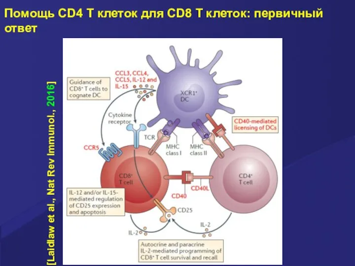 Помощь CD4 T клеток для CD8 T клеток: первичный ответ [Laidlaw et