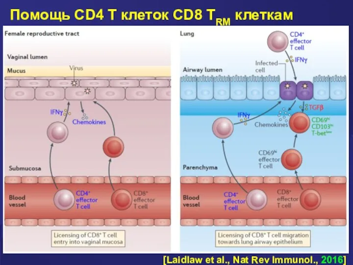 Помощь CD4 T клеток CD8 TRM клеткам [Laidlaw et al., Nat Rev Immunol., 2016]