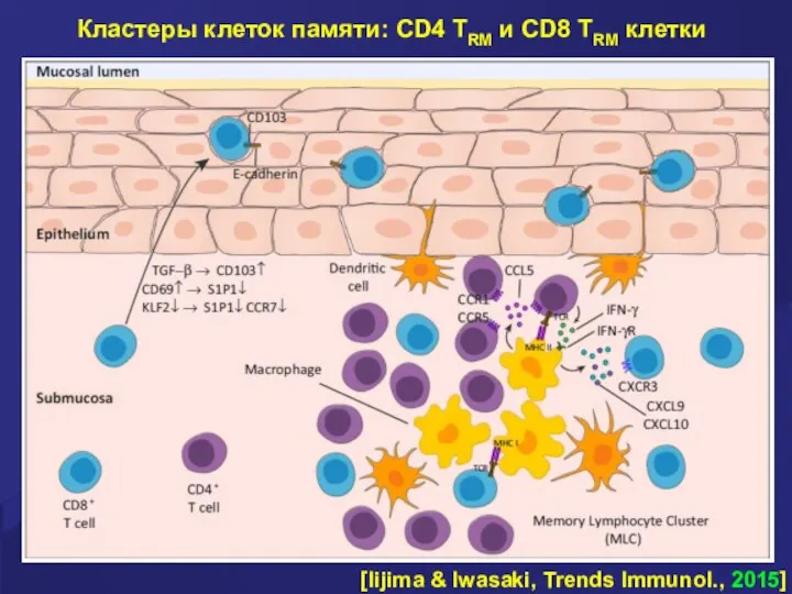 Кластеры клеток памяти: CD4 TRM и CD8 TRM клетки [Iijima & Iwasaki, Trends Immunol., 2015]