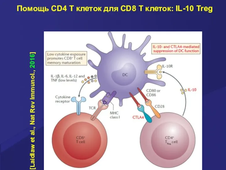 Помощь CD4 T клеток для CD8 T клеток: IL-10 Treg [Laidlaw et