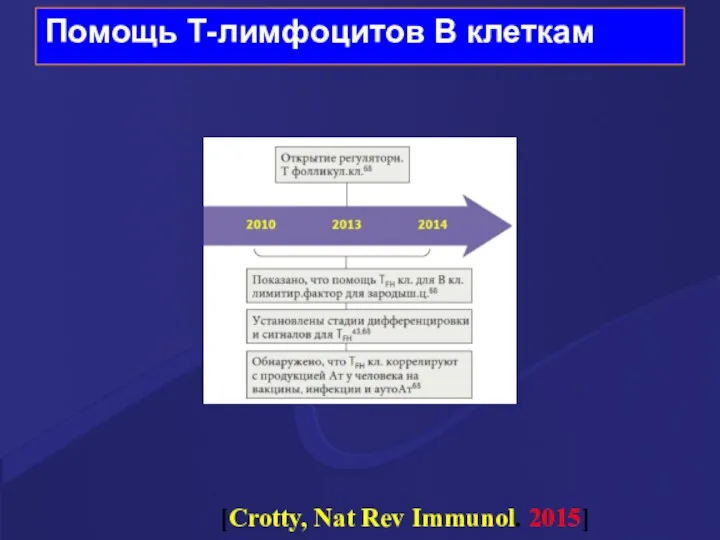 Помощь Т-лимфоцитов В клеткам [Crotty, Nat Rev Immunol. 2015]