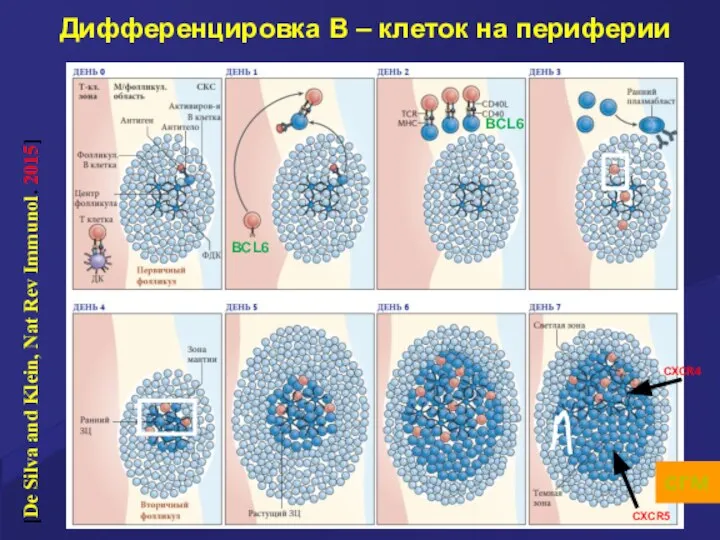 Дифференцировка В – клеток на периферии [De Silva and Klein, Nat Rev