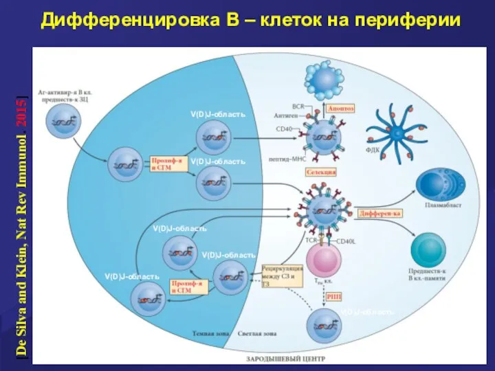 Дифференцировка В – клеток на периферии [De Silva and Klein, Nat Rev