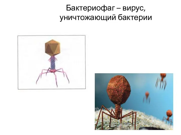 Бактериофаг – вирус, уничтожающий бактерии