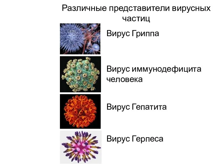 Различные представители вирусных частиц Вирус Гриппа Вирус иммунодефицита человека Вирус Гепатита Вирус Герпеса