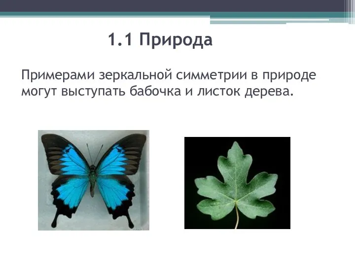 1.1 Природа Примерами зеркальной симметрии в природе могут выступать бабочка и листок дерева.