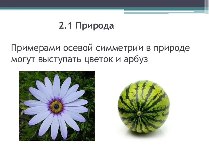 2.1 Природа Примерами осевой симметрии в природе могут выступать цветок и арбуз