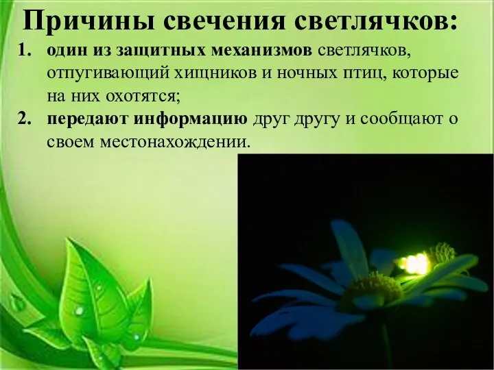 Причины свечения светлячков: один из защитных механизмов светлячков, отпугивающий хищников и ночных