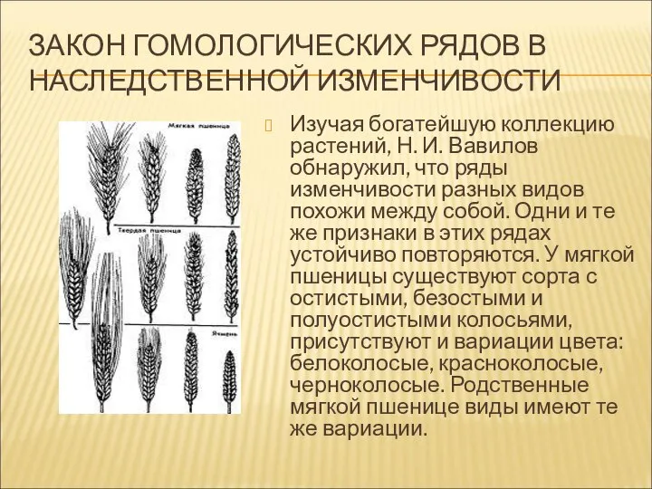 ЗАКОН ГОМОЛОГИЧЕСКИХ РЯДОВ В НАСЛЕДСТВЕННОЙ ИЗМЕНЧИВОСТИ Изучая богатейшую коллекцию растений, Н. И.