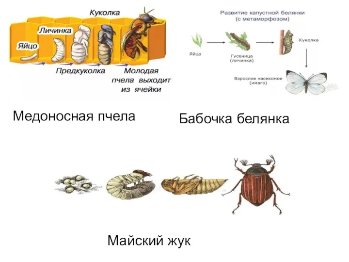 Медоносная пчела Бабочка белянка Майский жук