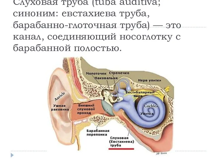 Слуховая труба (tuba auditiva; синоним: евстахиева труба, барабанно-глоточная труба) — это канал,