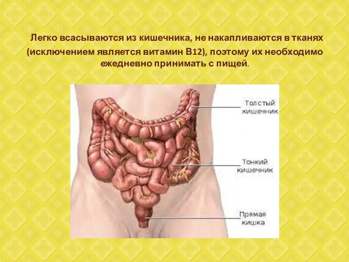 Легко всасываются из кишечника, не накапливаются в тканях (исключением является витамин В12),