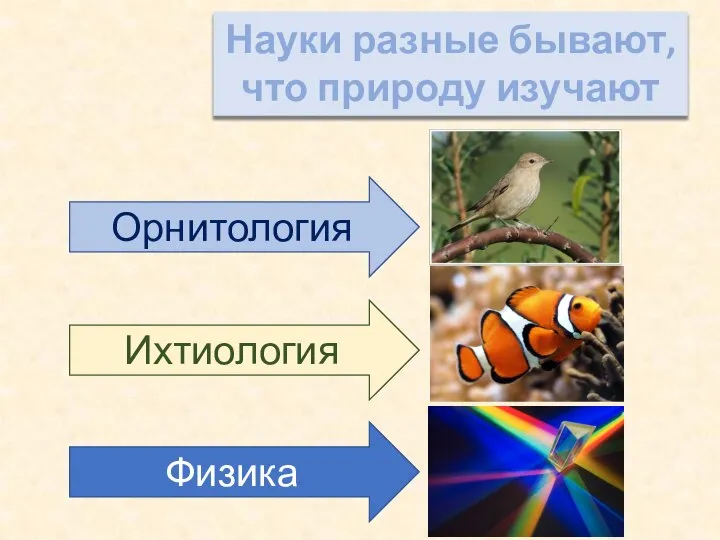 Науки разные бывают, что природу изучают Орнитология Ихтиология Физика