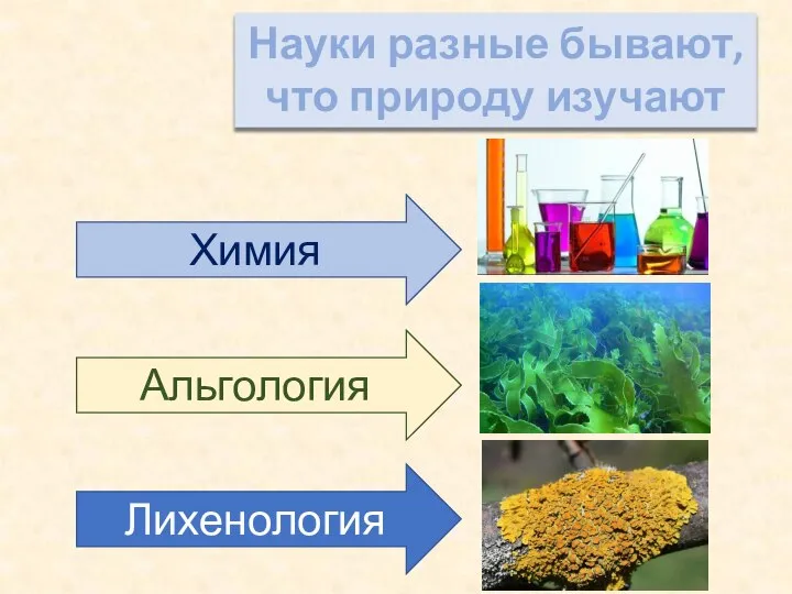 Науки разные бывают, что природу изучают Химия Альгология Лихенология