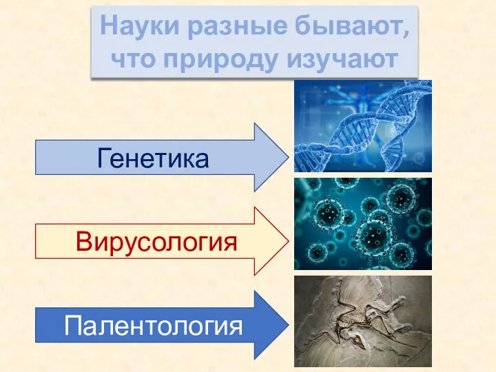 Науки разные бывают, что природу изучают Генетика Вирусология Палентология