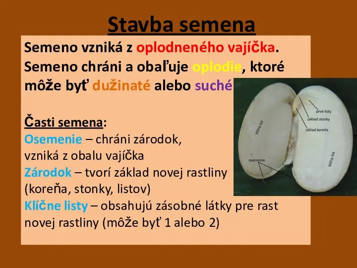 Stavba semena Semeno vzniká z oplodneného vajíčka. Semeno chráni a obaľuje oplodie,