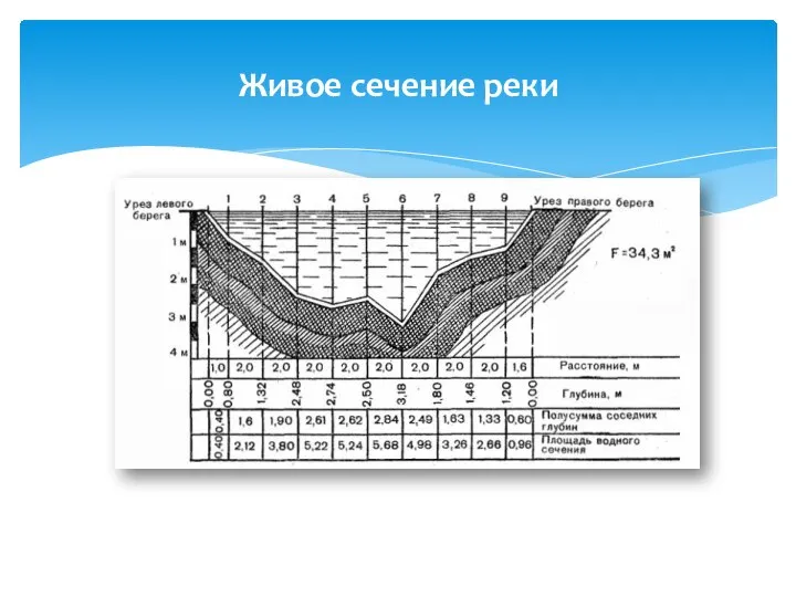 Живое сечение реки