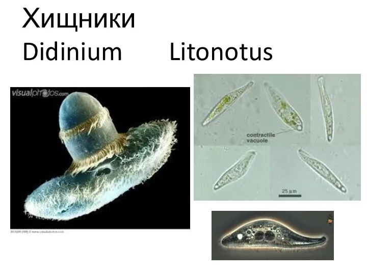 Хищники Didinium Litonotus