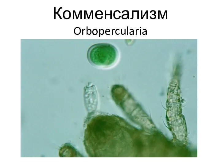 Комменсализм Orbopercularia
