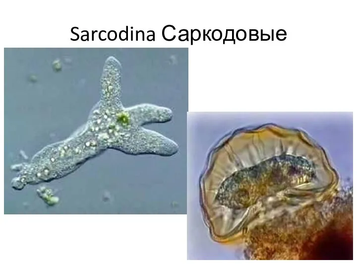 Sarcodina Саркодовые