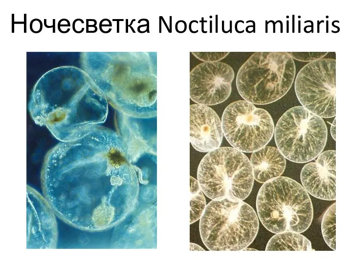 Ночесветка Noctiluca miliaris