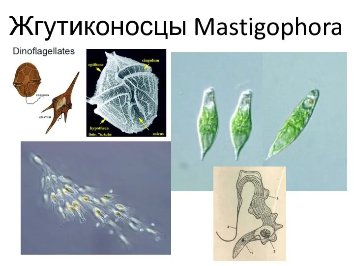 Жгутиконосцы Mastigophora
