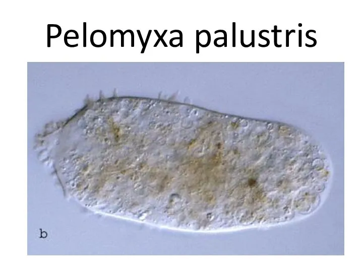 Pelomyxa palustris