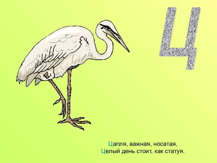 Цапля, важная, носатая, Целый день стоит, как статуя. Ц