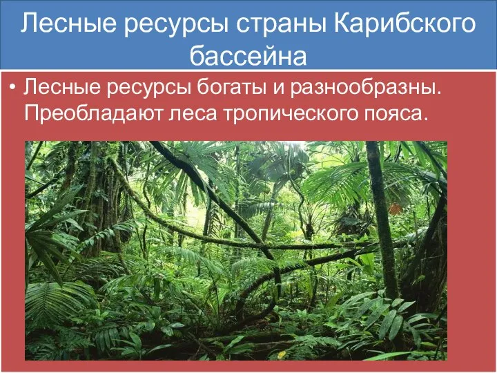 Лесные ресурсы страны Карибского бассейна Лесные ресурсы богаты и разнообразны. Преобладают леса тропического пояса.