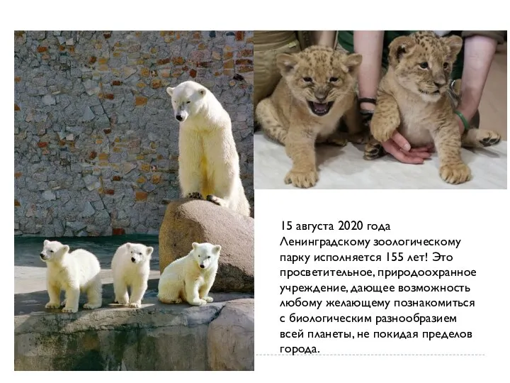 15 августа 2020 года Ленинградскому зоологическому парку исполняется 155 лет! Это просветительное,