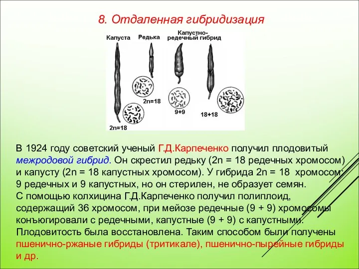 В 1924 году советский ученый Г.Д.Карпеченко получил плодовитый межродовой гибрид. Он скрестил