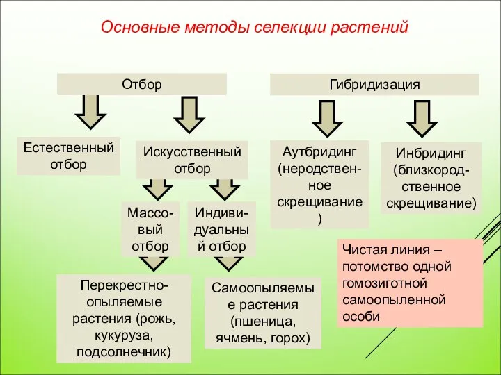 Естественный отбор Аутбридинг (неродствен-ное скрещивание) Перекрестно-опыляемые растения (рожь, кукуруза, подсолнечник) Самоопыляемые растения