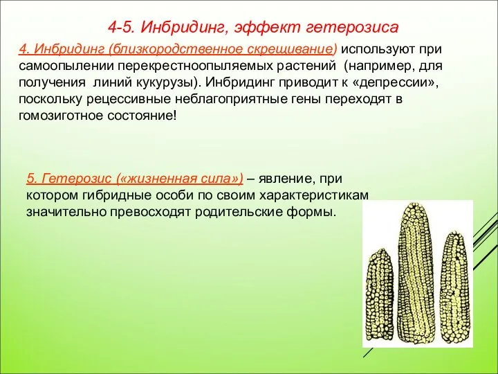 4-5. Инбридинг, эффект гетерозиса 5. Гетерозис («жизненная сила») – явление, при котором