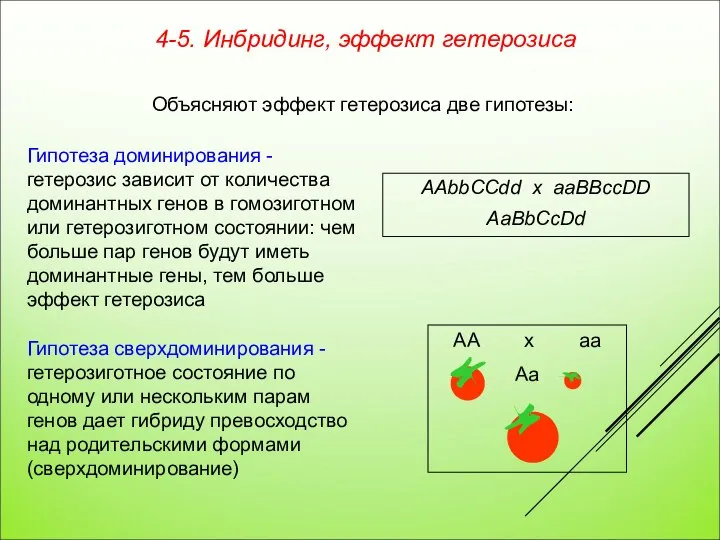 Гипотеза доминирования - гетерозис зависит от количества доминантных генов в гомозиготном или