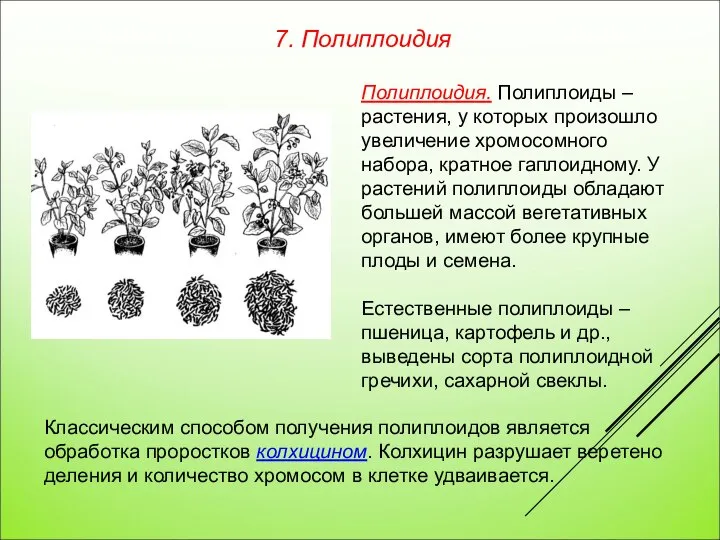 Полиплоидия. Полиплоиды – растения, у которых произошло увеличение хромосомного набора, кратное гаплоидному.