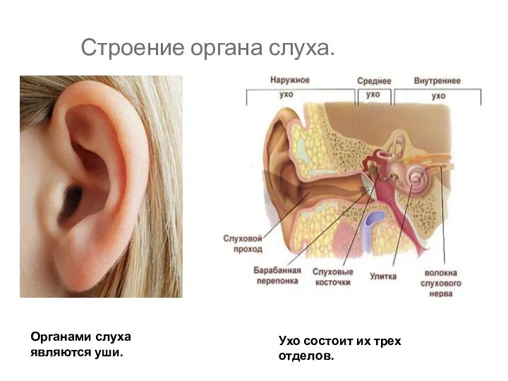 Строение органа слуха. Органами слуха являются уши. Ухо состоит их трех отделов.