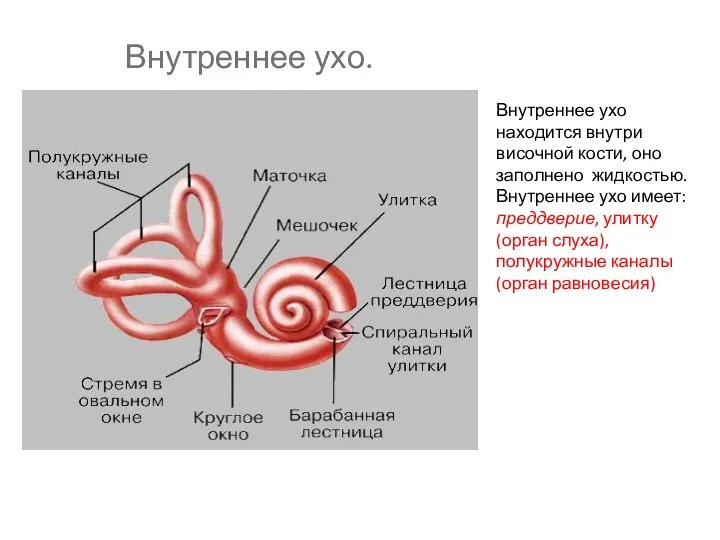 Внутреннее ухо. Внутреннее ухо находится внутри височной кости, оно заполнено жидкостью. Внутреннее